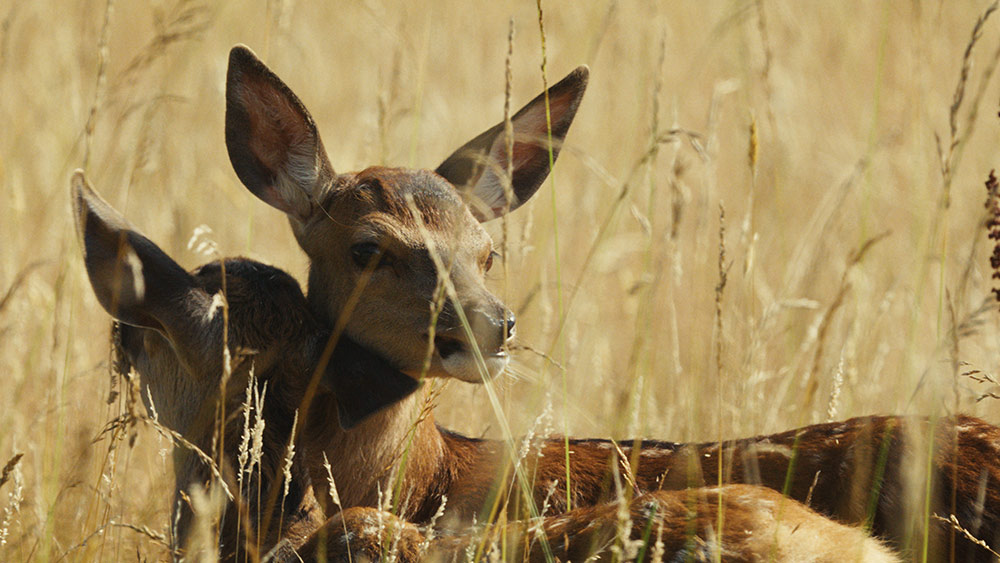 Zima w mieście 2025: Bambi. Leśna opowieść - przedpremiera