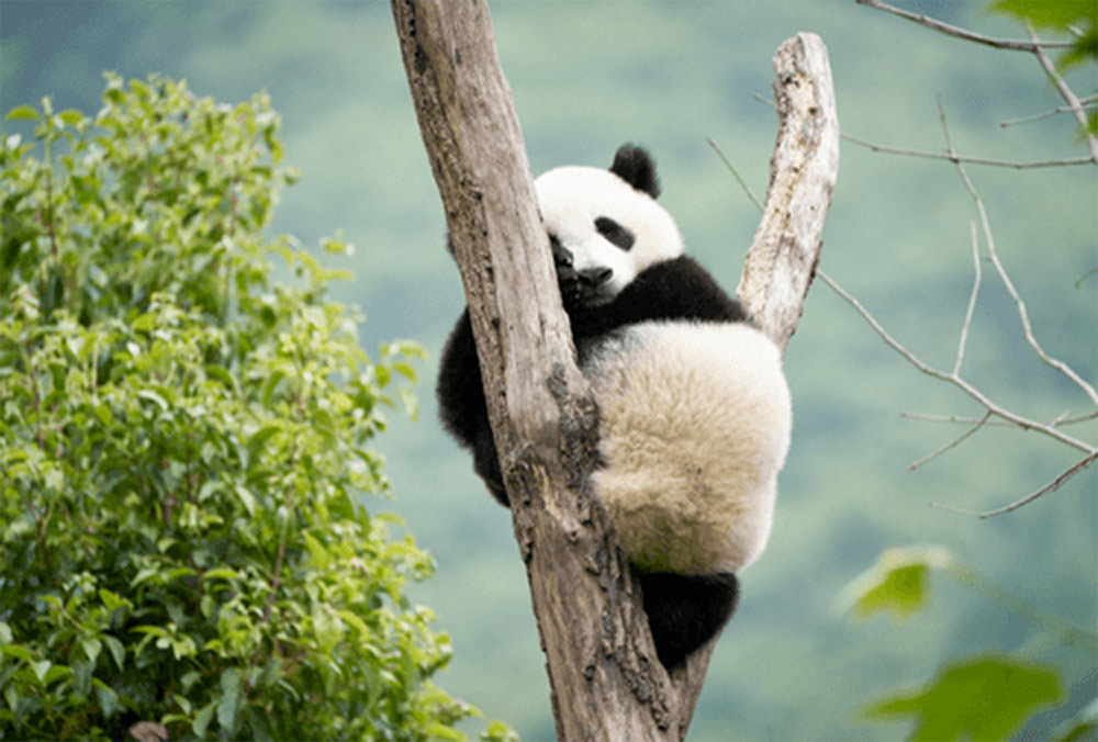 Zima w mieście: Moon. Panda i ja – przedpremiera